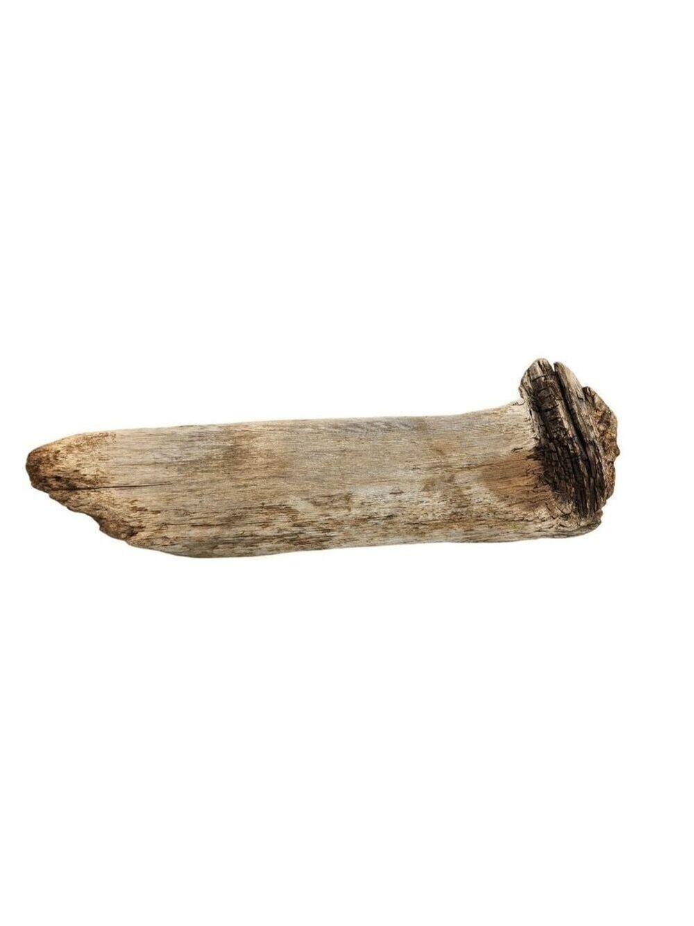 Natural Aged Driftwood Piece Coastal Decor  Beach & Organic Art Material Terrari
